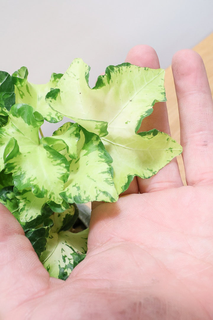 【アイビー ムーンライト】フリフリの可愛い葉♪暑さ寒さにとても強く丈夫な観葉植物です！