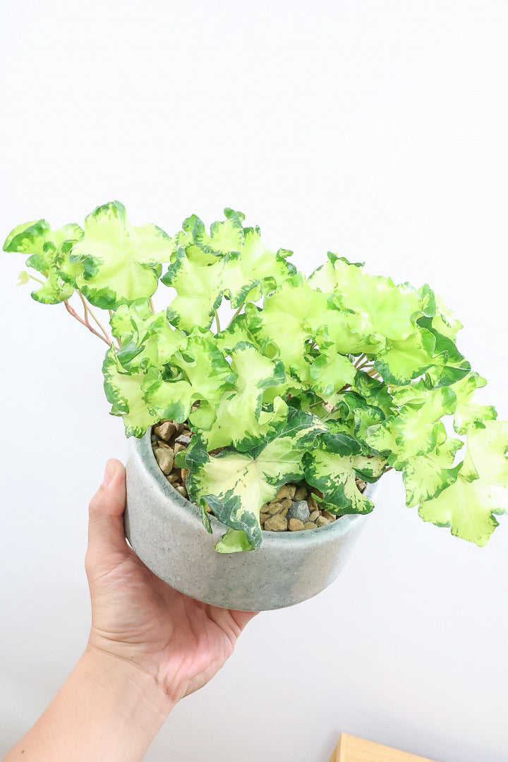 【アイビー ムーンライト】フリフリの可愛い葉♪暑さ寒さにとても強く丈夫な観葉植物です！