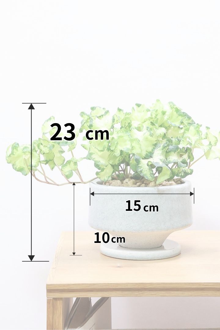 【アイビー ムーンライト】フリフリの可愛い葉♪暑さ寒さにとても強く丈夫な観葉植物です！