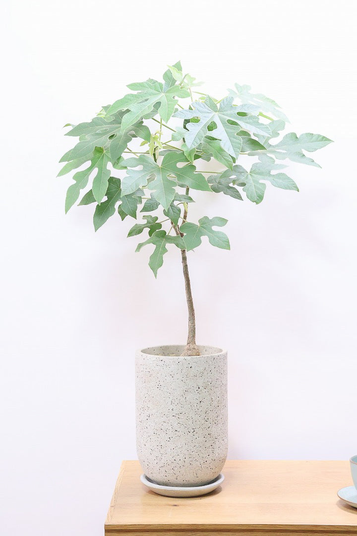 【ブラキキトン ビドウィリー】シンプルなＰＯＴ！このサイズなのにこのボリュームは圧巻！しかも絶対に葉に触ってほしい！いい質感の葉です！