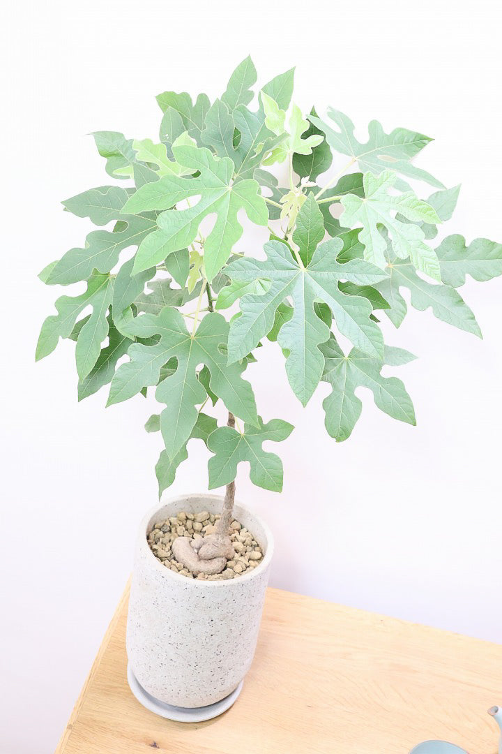 【ブラキキトン ビドウィリー】シンプルなＰＯＴ！このサイズなのにこのボリュームは圧巻！しかも絶対に葉に触ってほしい！いい質感の葉です！