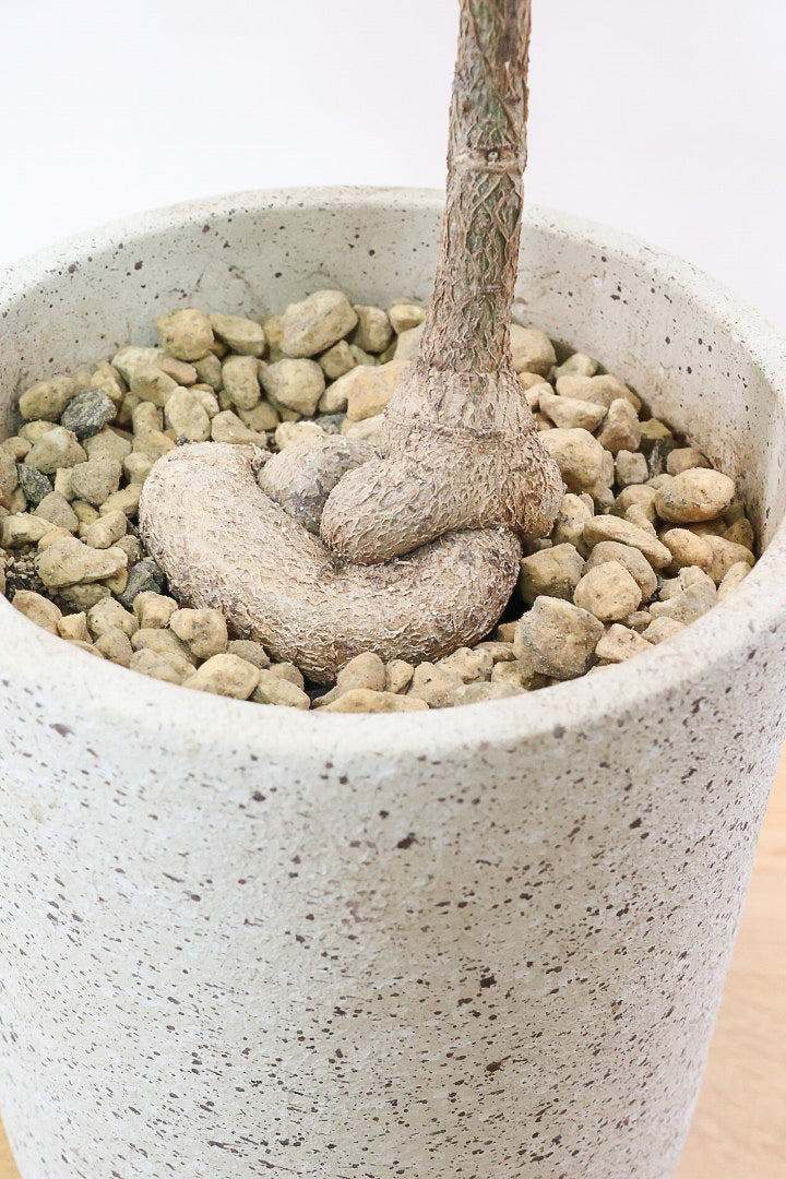 【ブラキキトン ビドウィリー】シンプルなＰＯＴ！このサイズなのにこのボリュームは圧巻！しかも絶対に葉に触ってほしい！いい質感の葉です！
