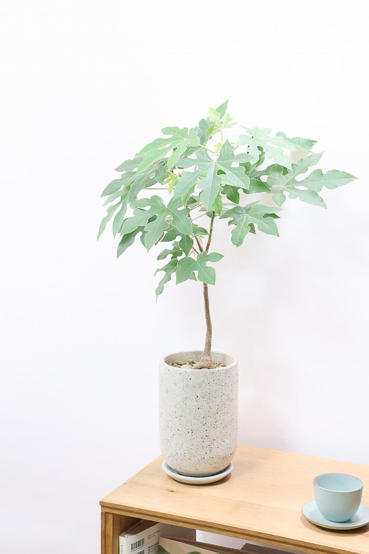 【ブラキキトン ビドウィリー】シンプルなＰＯＴ！このサイズなのにこのボリュームは圧巻！しかも絶対に葉に触ってほしい！いい質感の葉です！