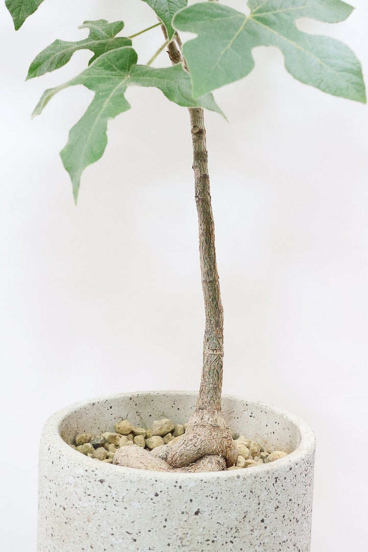 【ブラキキトン ビドウィリー】シンプルなＰＯＴ！このサイズなのにこのボリュームは圧巻！しかも絶対に葉に触ってほしい！いい質感の葉です！