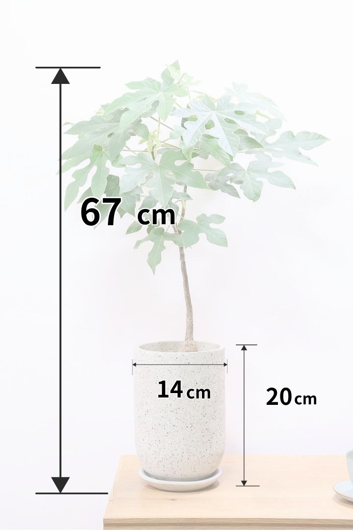 【ブラキキトン ビドウィリー】シンプルなＰＯＴ！このサイズなのにこのボリュームは圧巻！しかも絶対に葉に触ってほしい！いい質感の葉です！
