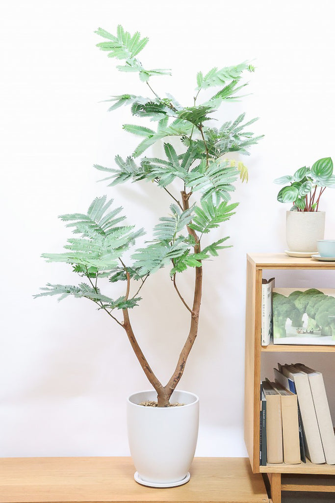 エバーフレッシュ エバーフレッシュW60224| 観葉植物の通信販売 | APEGO(アペーゴ)