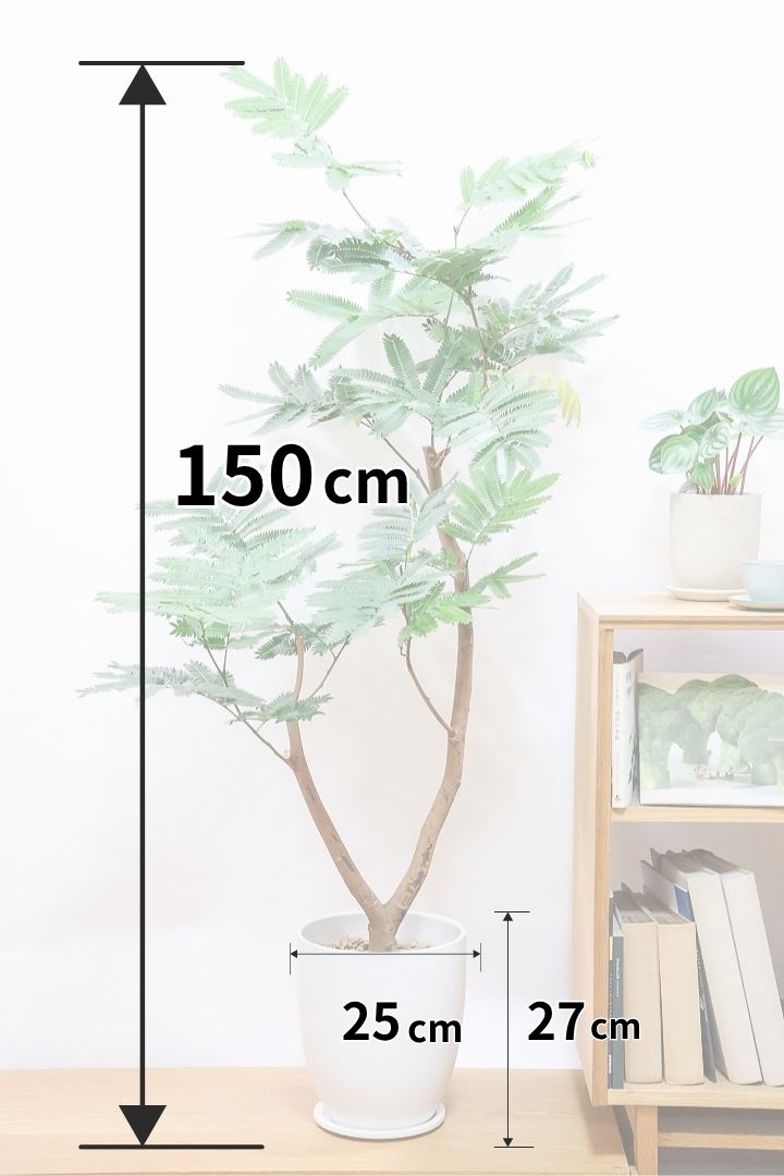 エバーフレッシュ エバーフレッシュ コンパクタCW60006A| 観葉植物の通信販売