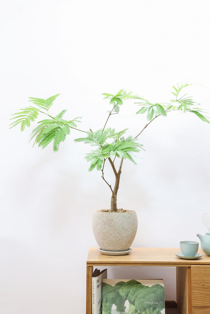 エバーフレッシュ エバーフレッシュCO60225| 観葉植物の通信販売 | APEGO(アペーゴ)