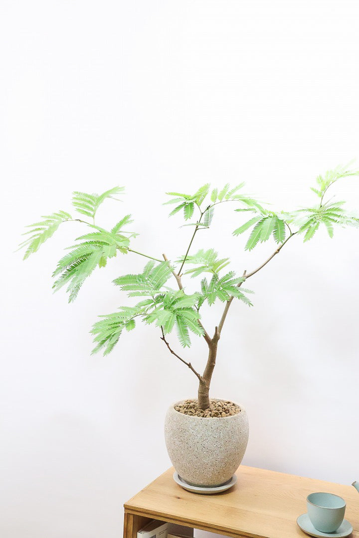 エバーフレッシュ エバーフレッシュCO60225| 観葉植物の通信販売 | APEGO(アペーゴ)