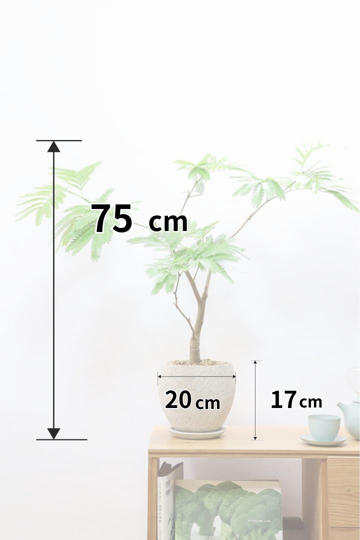 エバーフレッシュ エバーフレッシュCO60225| 観葉植物の通信販売 | APEGO(アペーゴ)