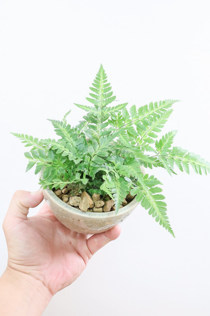 【ルモーラ アディアンティフォルミス】日陰に強いシダ系の観葉植物。葉の模様に思わず見惚れてしまうほどの美しさです！