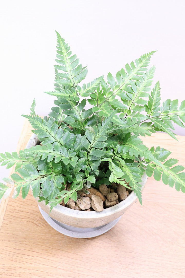 【ルモーラ アディアンティフォルミス】日陰に強いシダ系の観葉植物。葉の模様に思わず見惚れてしまうほどの美しさです！