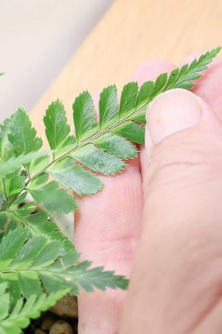 【ルモーラ アディアンティフォルミス】日陰に強いシダ系の観葉植物。葉の模様に思わず見惚れてしまうほどの美しさです！
