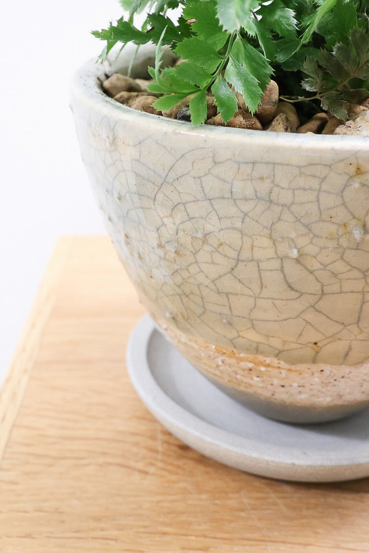 【ルモーラ アディアンティフォルミス】日陰に強いシダ系の観葉植物。葉の模様に思わず見惚れてしまうほどの美しさです！