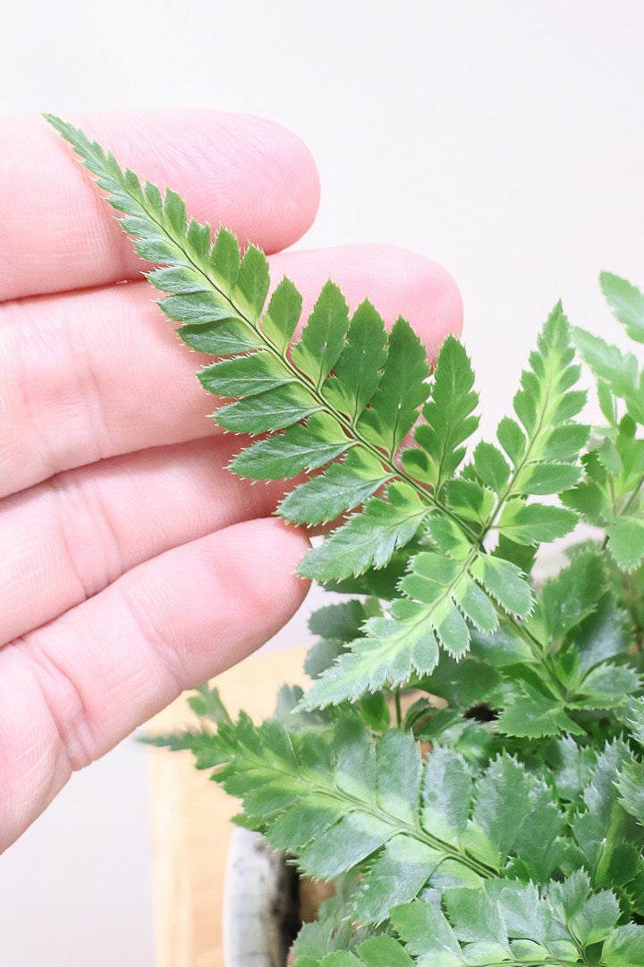 【ルモーラ アディアンティフォルミス】日陰に強いシダ系の観葉植物。葉の模様に思わず見惚れてしまうほどの美しさです！