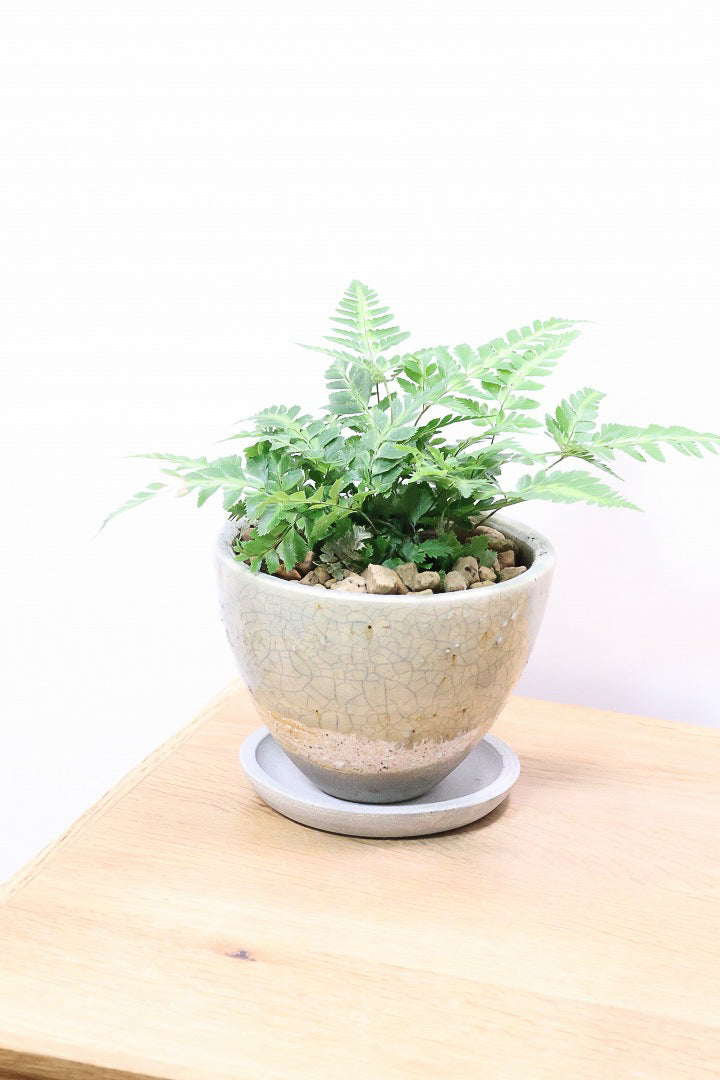 【ルモーラ アディアンティフォルミス】日陰に強いシダ系の観葉植物。葉の模様に思わず見惚れてしまうほどの美しさです！