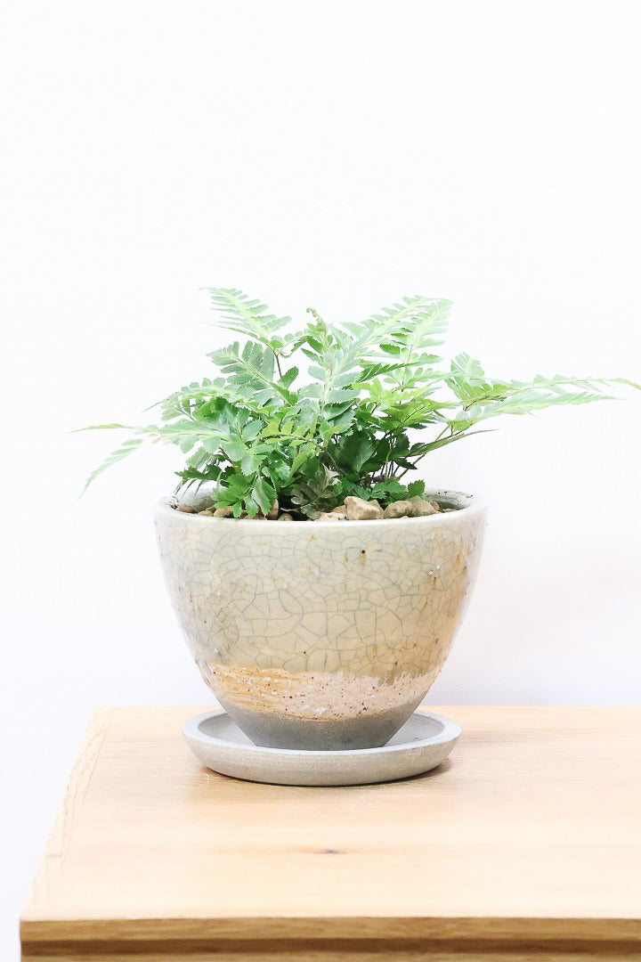 【ルモーラ アディアンティフォルミス】日陰に強いシダ系の観葉植物。葉の模様に思わず見惚れてしまうほどの美しさです！
