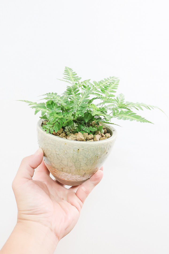 【ルモーラ アディアンティフォルミス】日陰に強いシダ系の観葉植物。葉の模様に思わず見惚れてしまうほどの美しさです！