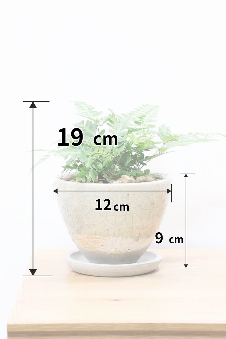 【ルモーラ アディアンティフォルミス】日陰に強いシダ系の観葉植物。葉の模様に思わず見惚れてしまうほどの美しさです！