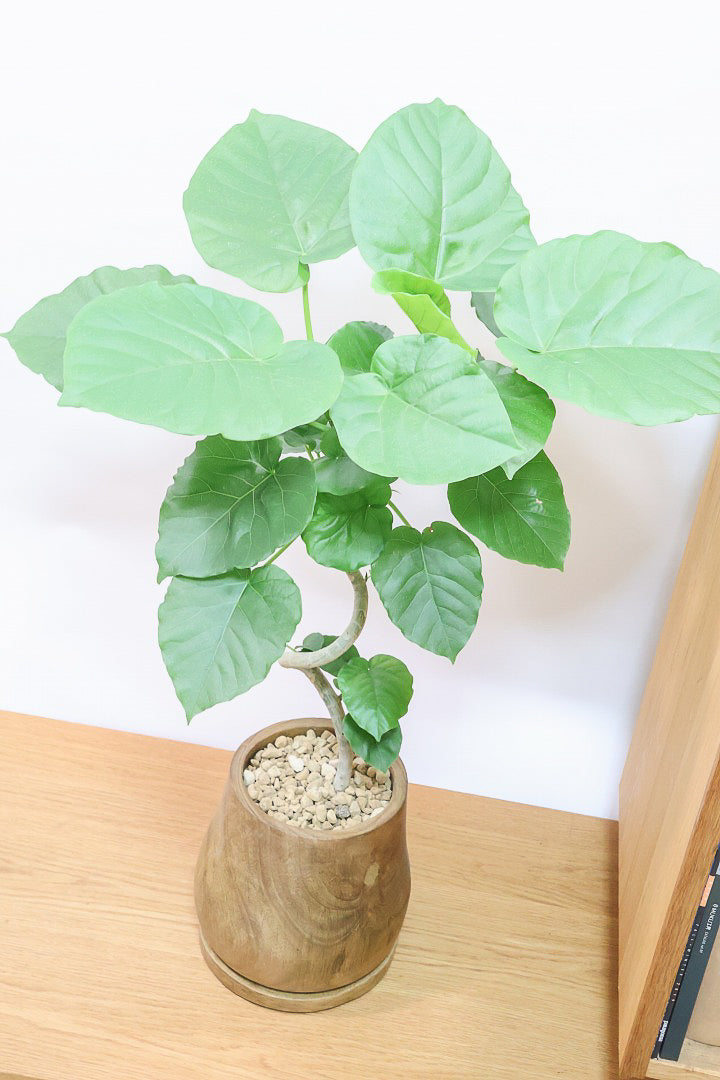 ウンベラータWW60234| 観葉植物の通信販売 | APEGO(アペーゴ)