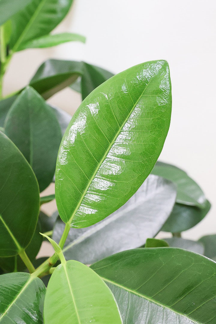 フランスゴム（サンプル） フランスゴムの木 7号 | 観葉植物通販HitoHana(ひとはな)