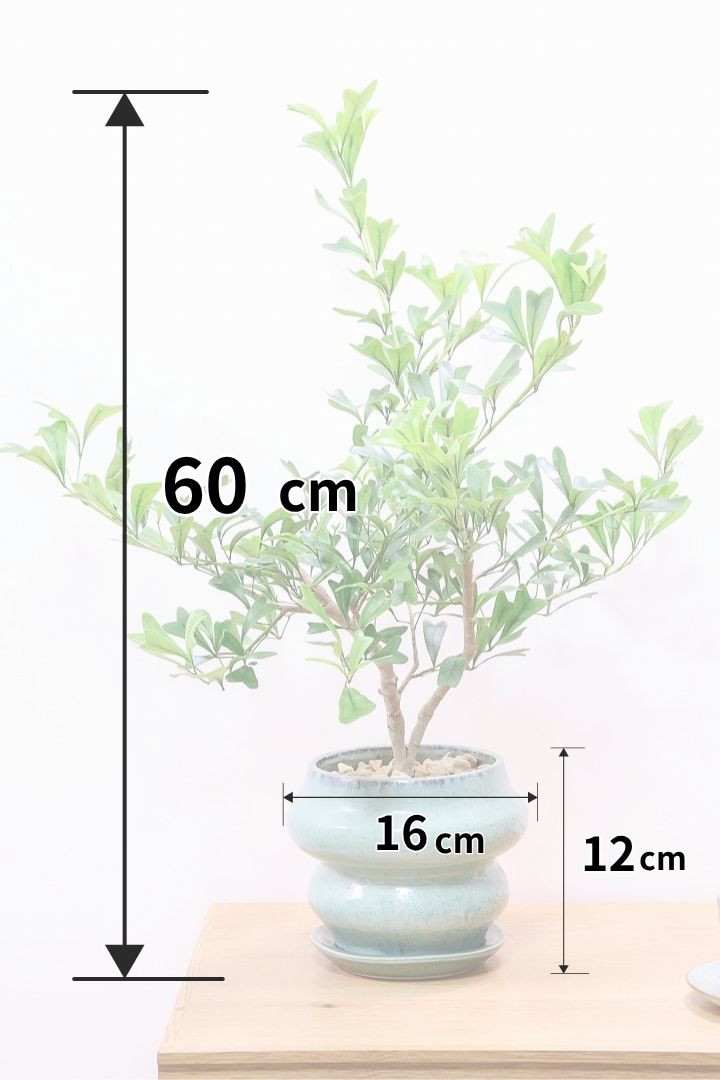 シェフレラ トライアンギュラリスGR60244| 観葉植物の通信販売