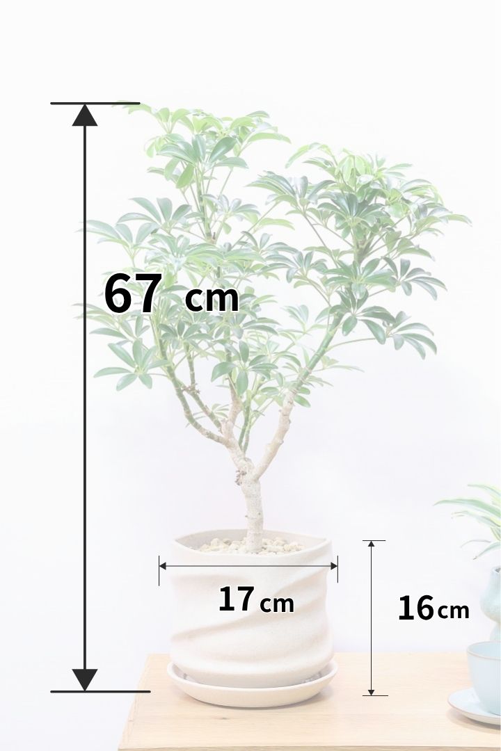 観葉植物 シェフレラ コンパクタ 陶器鉢　植え替え済み　Ａ 26262___6_1_917fca44-233f-4312