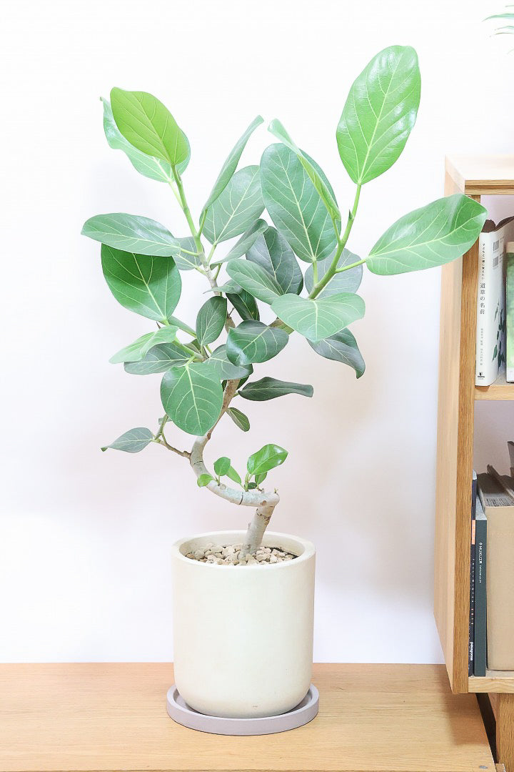 送料無料】フィカス ベンガレンシス| 観葉植物の通信販売
