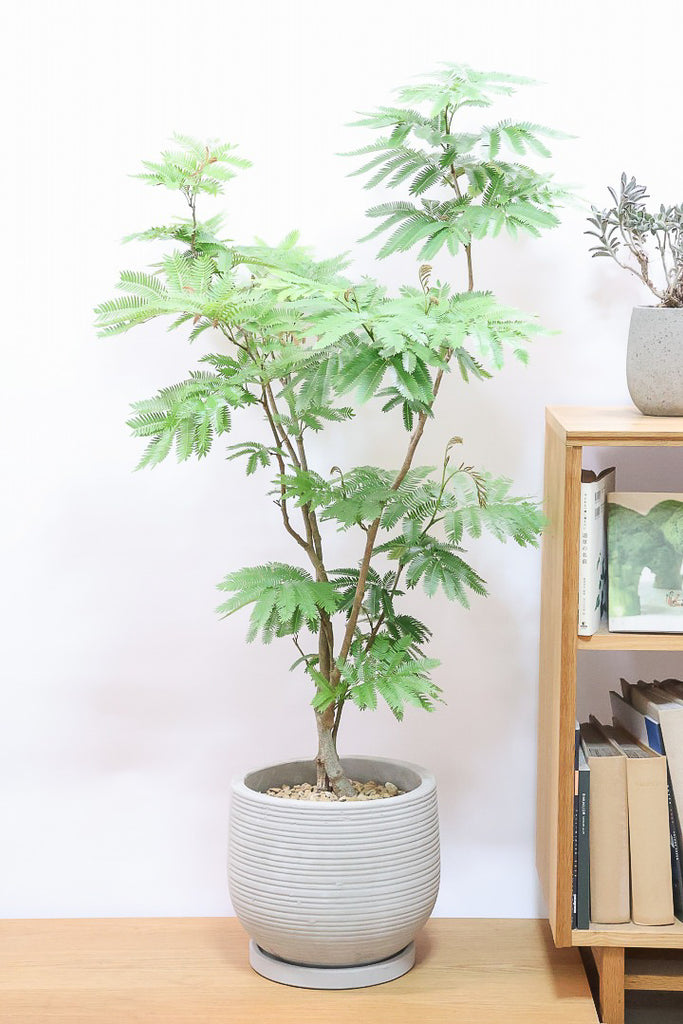 エバーフレッシュCO60258| 観葉植物の通信販売 | APEGO(アペーゴ)