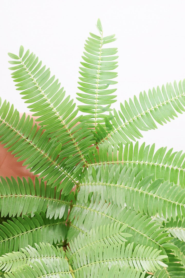 エバーフレッシュCO60258| 観葉植物の通信販売 | APEGO(アペーゴ)