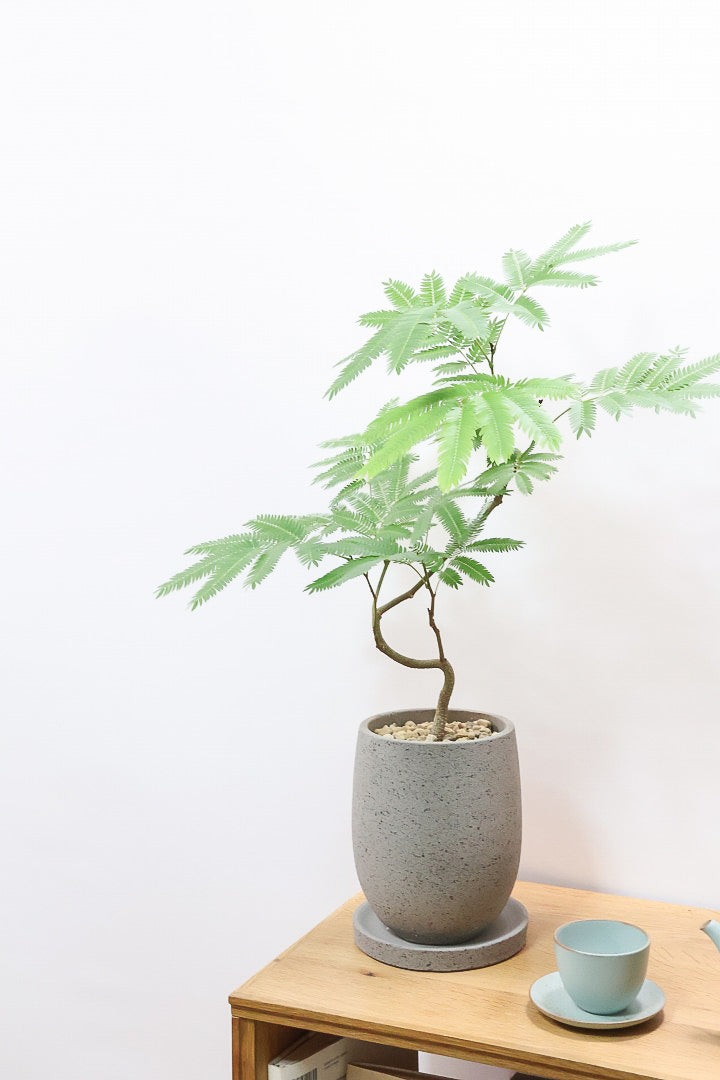 エバーフレッシュCO60261| 観葉植物の通信販売 | APEGO(アペーゴ)