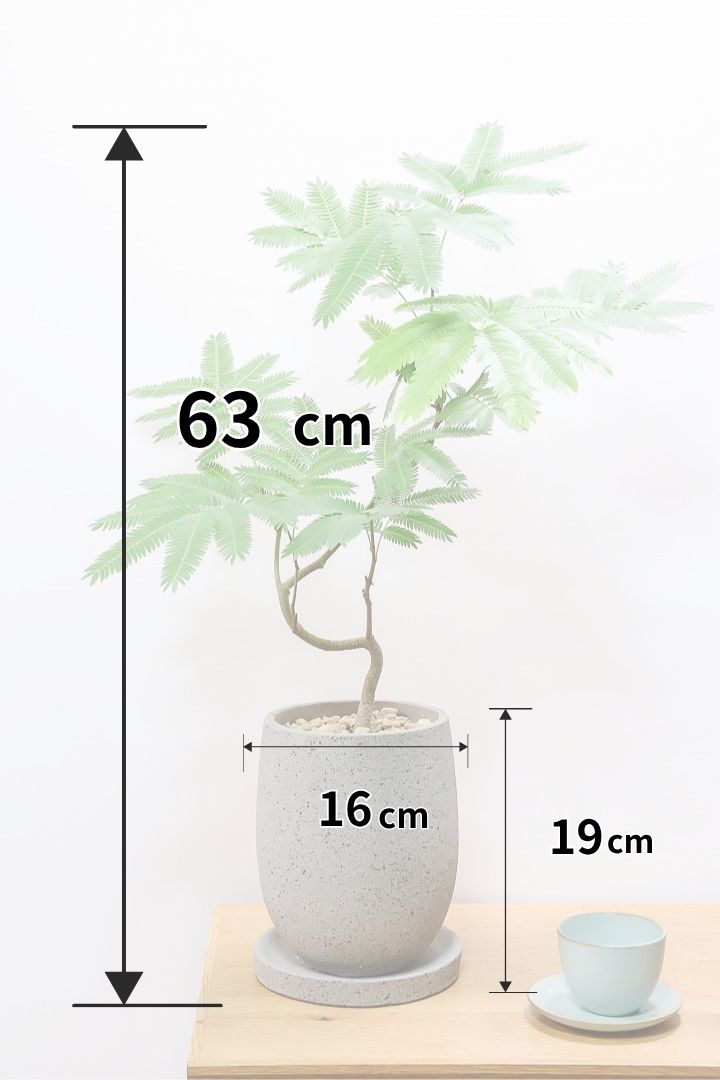 エバーフレッシュCO60261| 観葉植物の通信販売 | APEGO(アペーゴ)