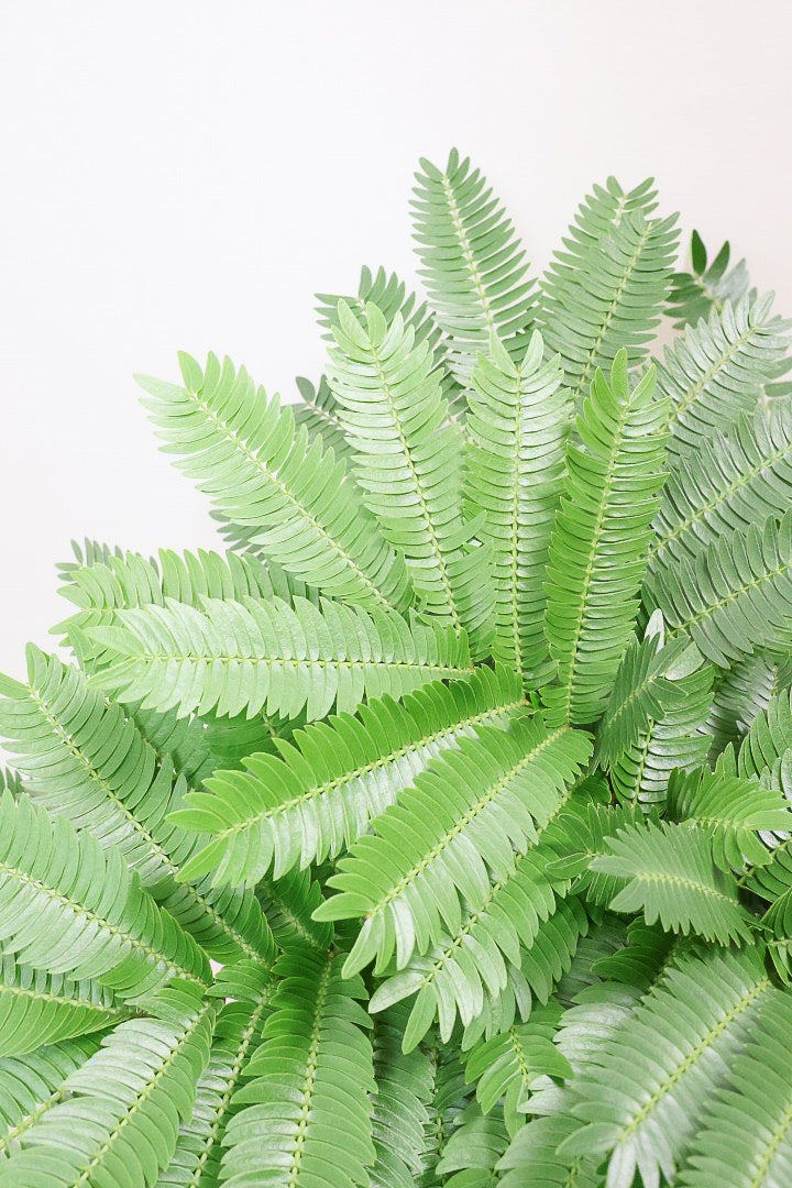 エバーフレッシュY60262| 観葉植物の通信販売 | APEGO(アペーゴ)