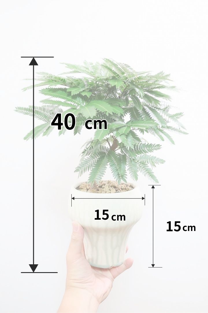 エバーフレッシュY60262| 観葉植物の通信販売 | APEGO(アペーゴ)