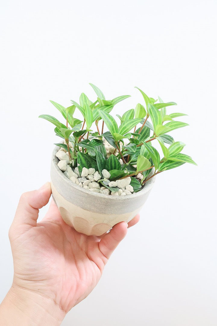 観葉植物aneさん専用　ベリーブラスト　グレムリン 観葉植物aneさん専用 ベリーブラスト グレムリン 🎗️New item