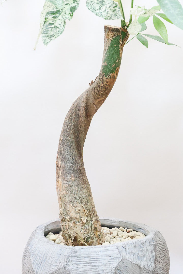 パキラ ミルキーウェイGL60267| 観葉植物の通信販売 | APEGO