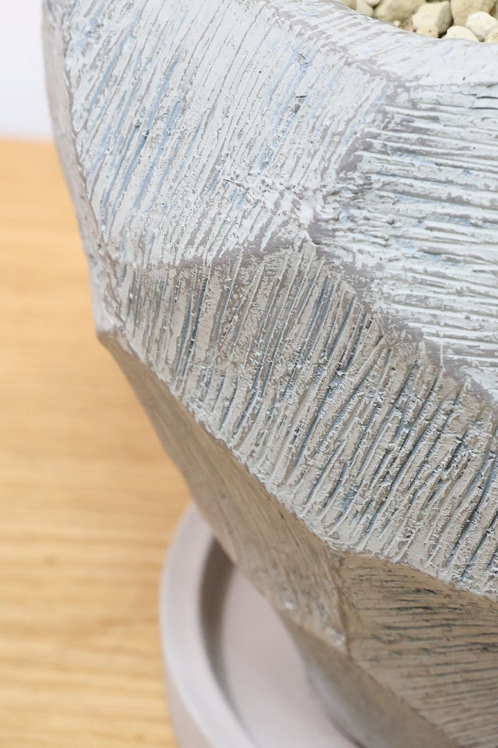 パキラ ミルキーウェイGL60428| 観葉植物の通信販売 | APEGO