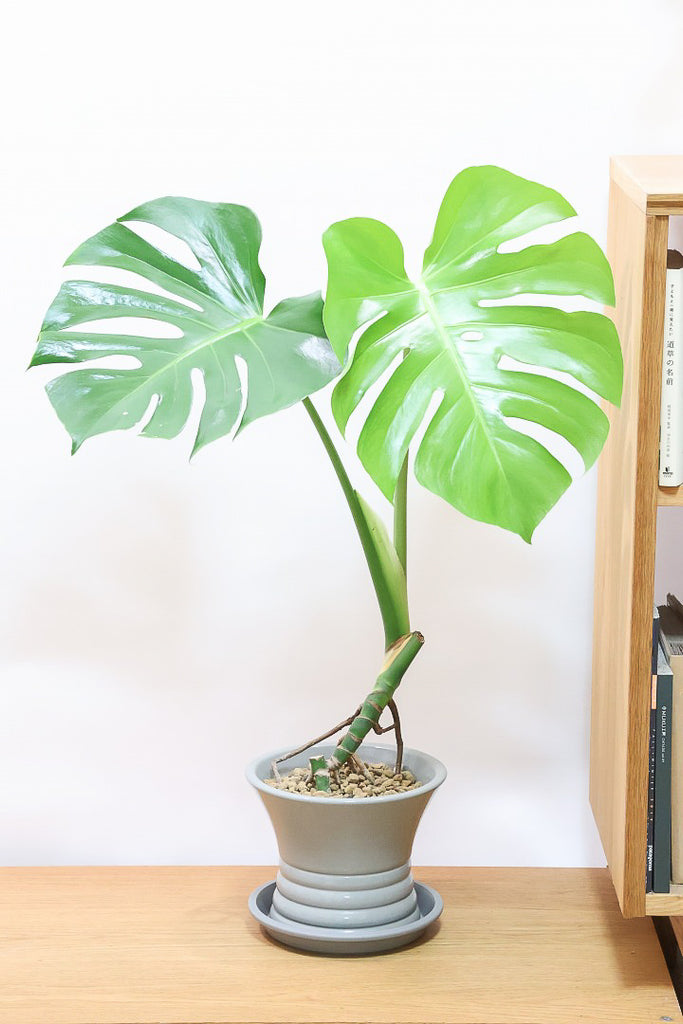 モンステラ 観葉植物 モンステラ 7号 根あがり パボ ジャー オフホワイト
