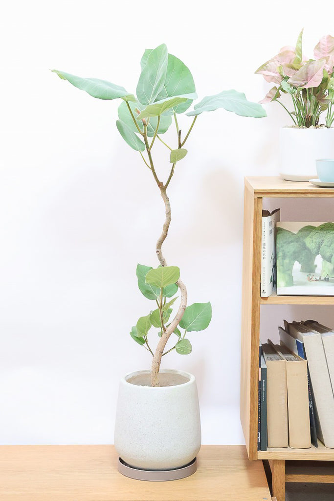 フィカス エベレスト 希少品種 曲がり観葉植物 cf1f56e3c696084368655a8ff84672