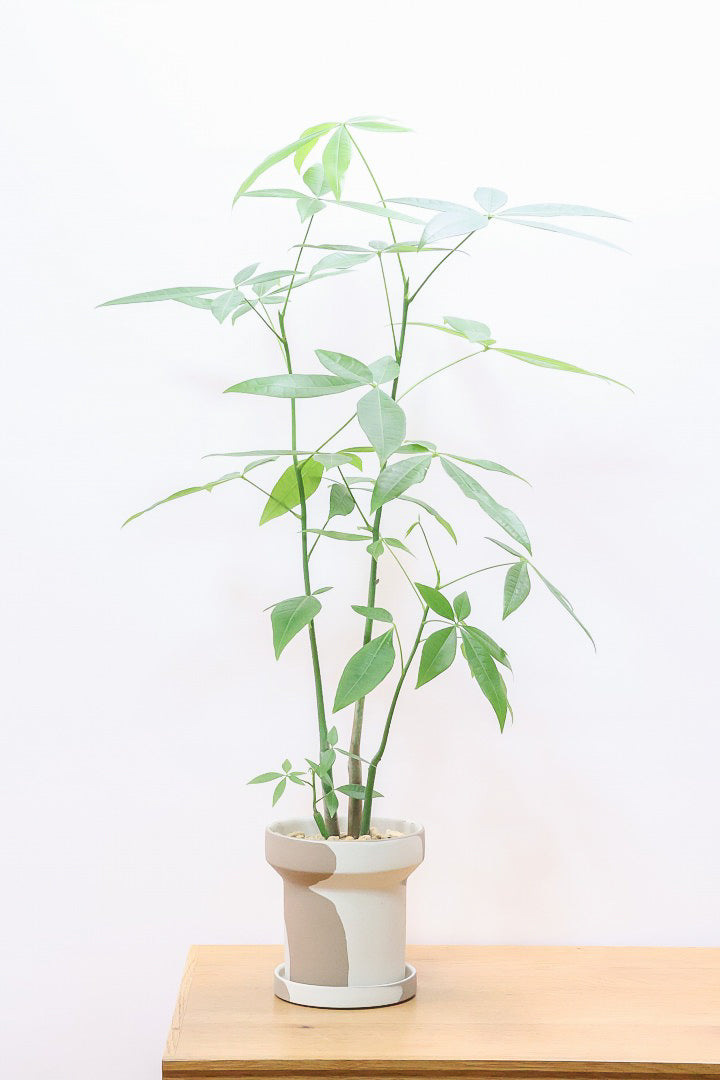 【パキラ】まるで森のようにたくさん植わっています！控えめにいってもかわいいと思います！