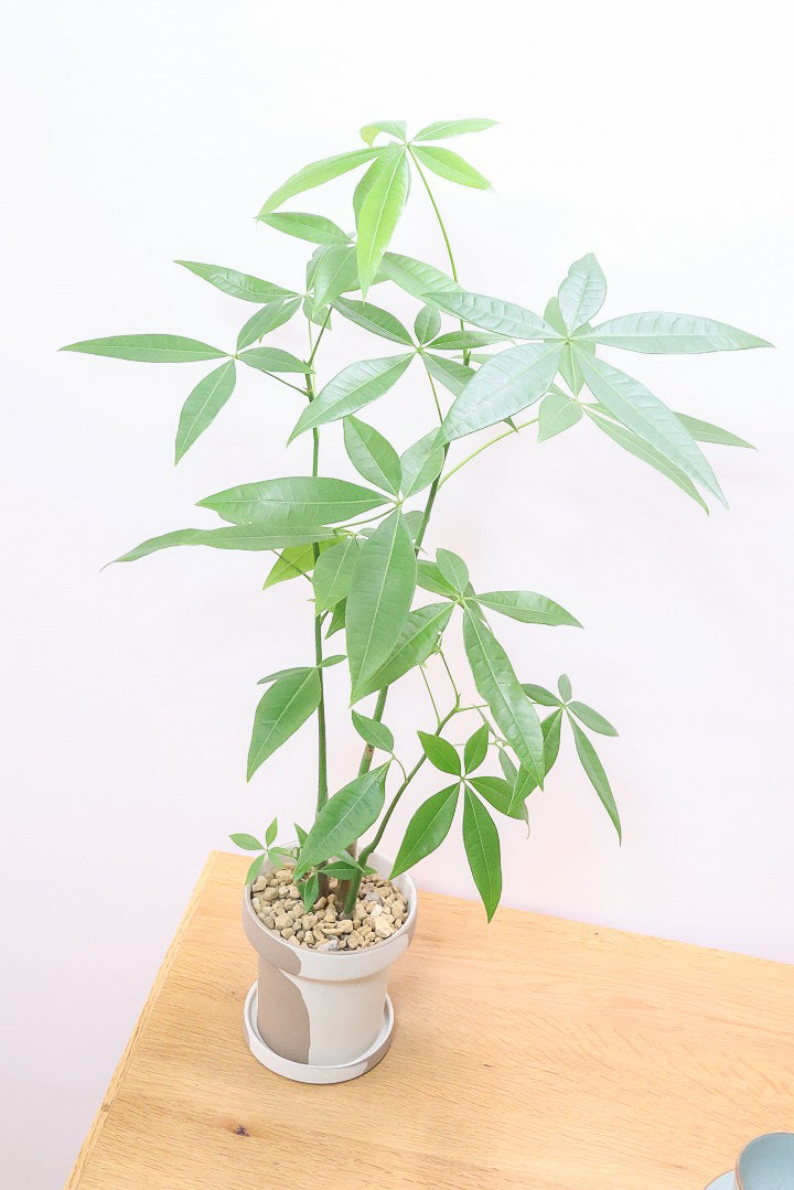 【パキラ】まるで森のようにたくさん植わっています！控えめにいってもかわいいと思います！