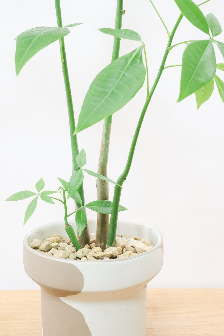 【パキラ】まるで森のようにたくさん植わっています！控えめにいってもかわいいと思います！