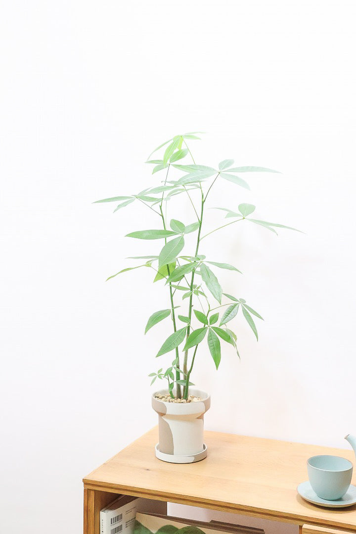 【パキラ】まるで森のようにたくさん植わっています！控えめにいってもかわいいと思います！