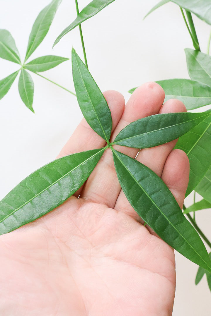 【パキラ】まるで森のようにたくさん植わっています！控えめにいってもかわいいと思います！
