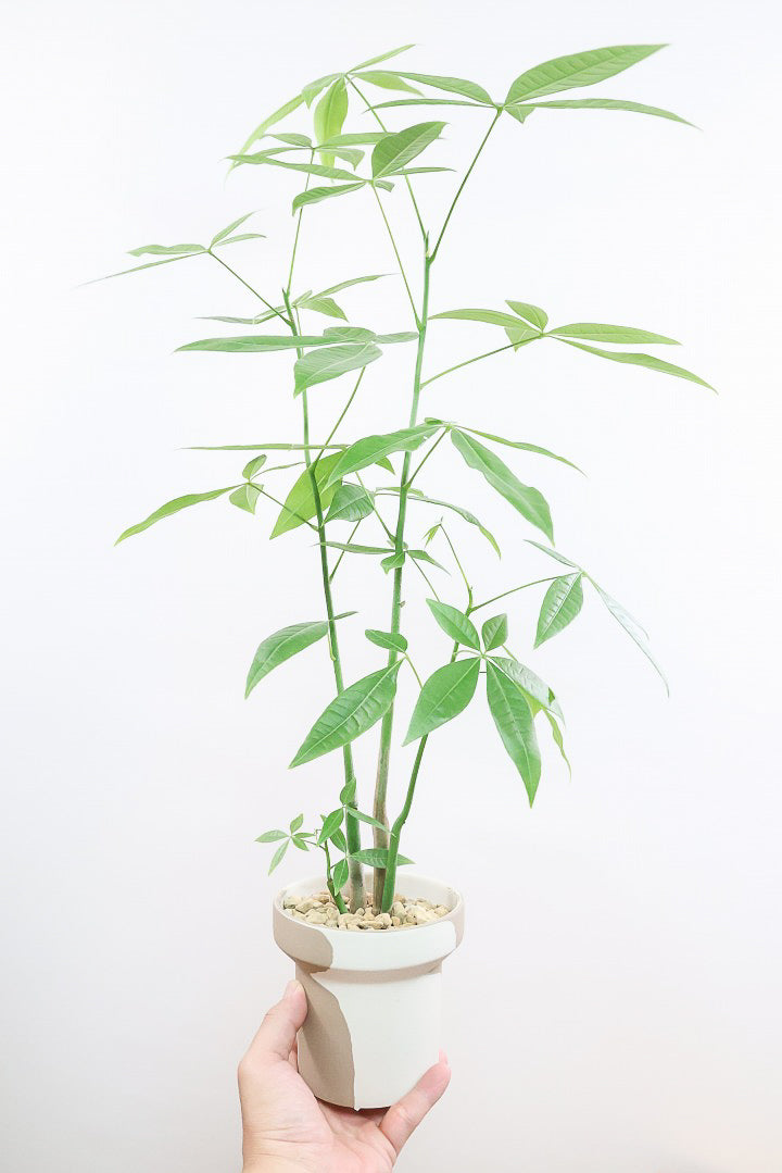 【パキラ】まるで森のようにたくさん植わっています！控えめにいってもかわいいと思います！