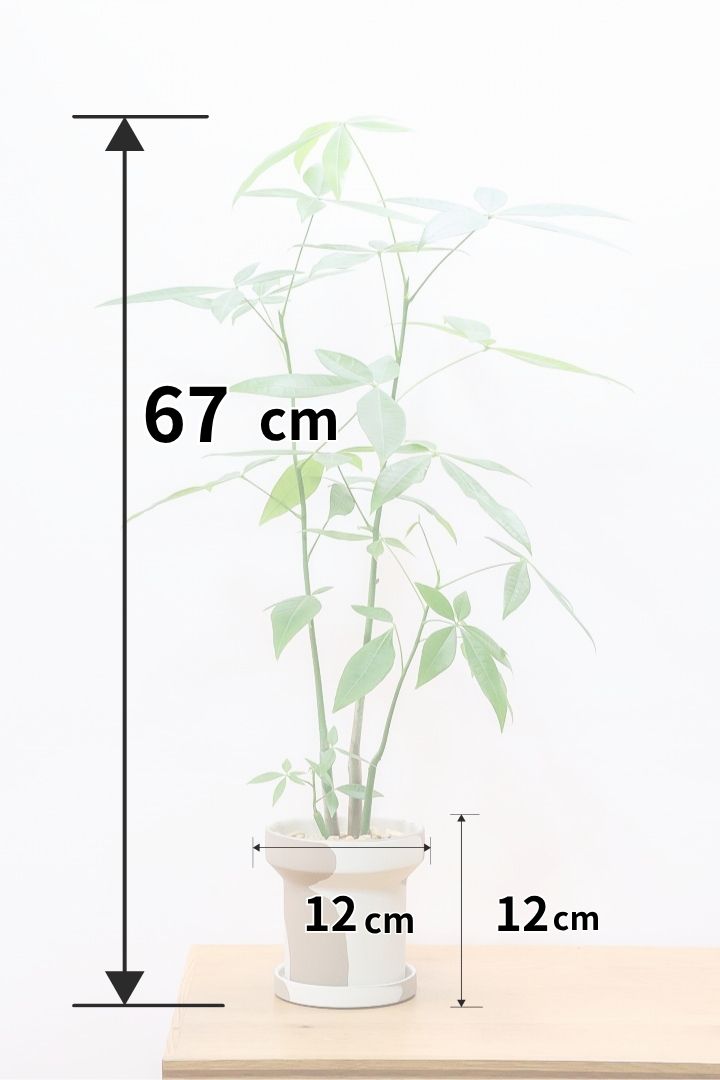 【パキラ】まるで森のようにたくさん植わっています！控えめにいってもかわいいと思います！