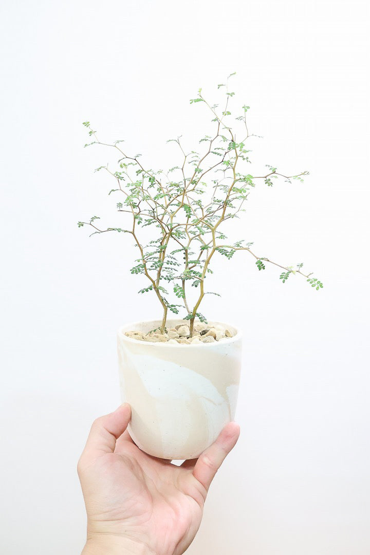 【ソフォラ リトルベイビー】ミニミニのかわいい葉っぱがかわいい!育てやすい観葉植物! 寒さに強い