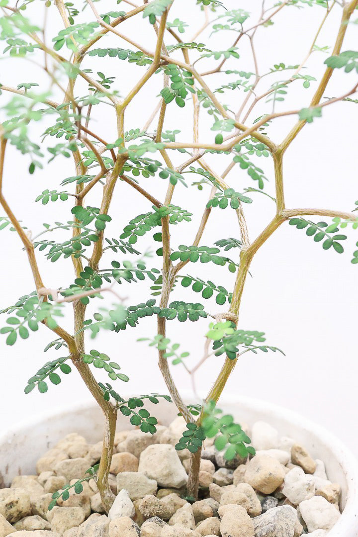 【ソフォラ リトルベイビー】ミニミニのかわいい葉っぱがかわいい!育てやすい観葉植物! 寒さに強い
