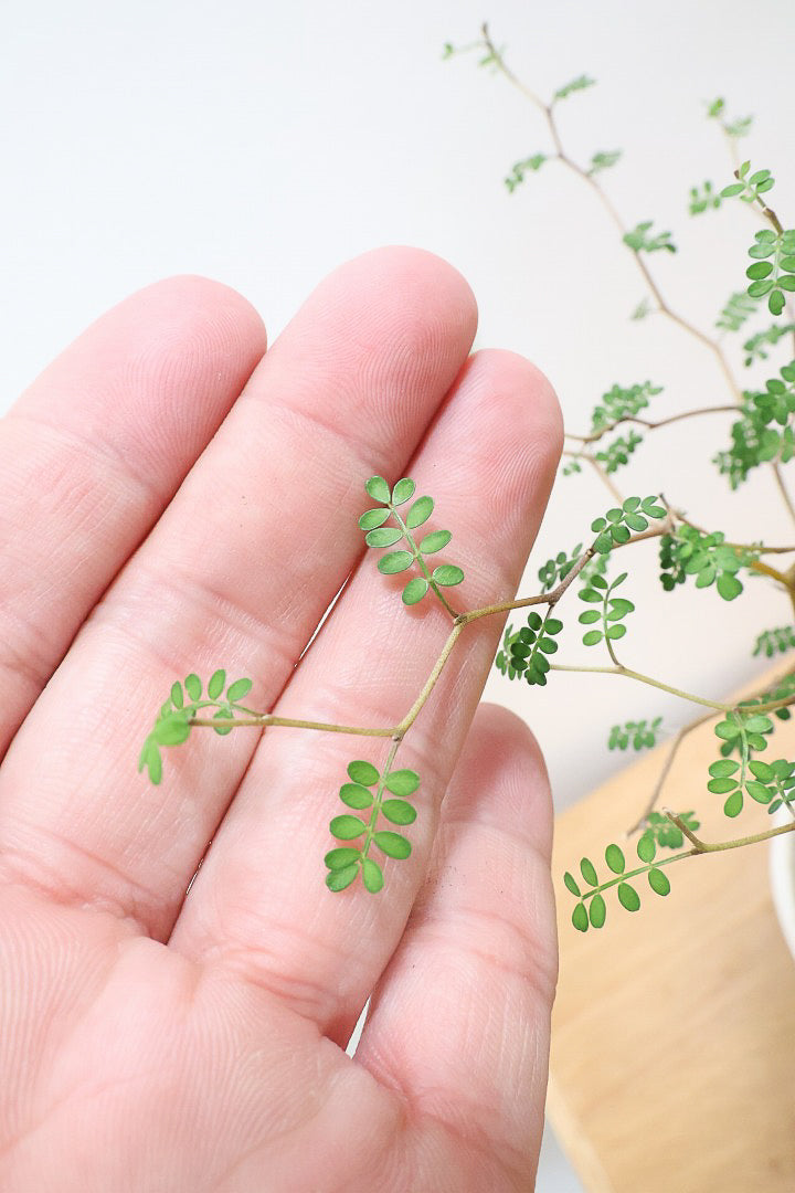 【ソフォラ リトルベイビー】ミニミニのかわいい葉っぱがかわいい!育てやすい観葉植物! 寒さに強い