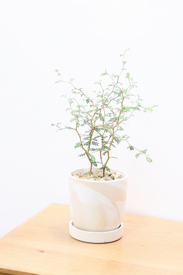 【ソフォラ リトルベイビー】ミニミニのかわいい葉っぱがかわいい!育てやすい観葉植物! 寒さに強い